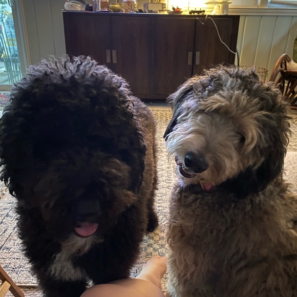 Welcome to my Posh Shop! ❤️ - Picture 6 of 11